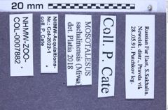 Etiketten zu Paraphotistus impressus (Miwa, 1934) (NHMW-ZOO-COL-0007882)